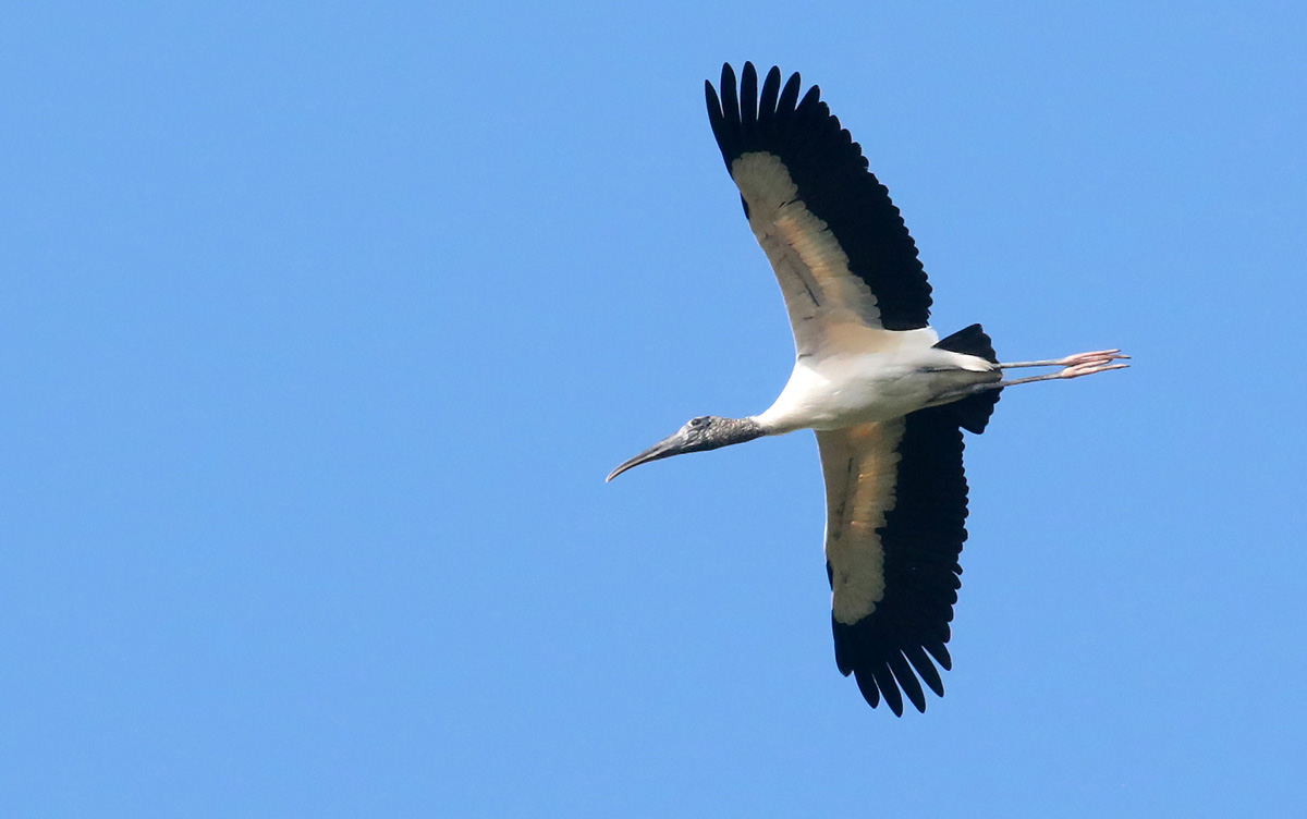 Wood-Stork